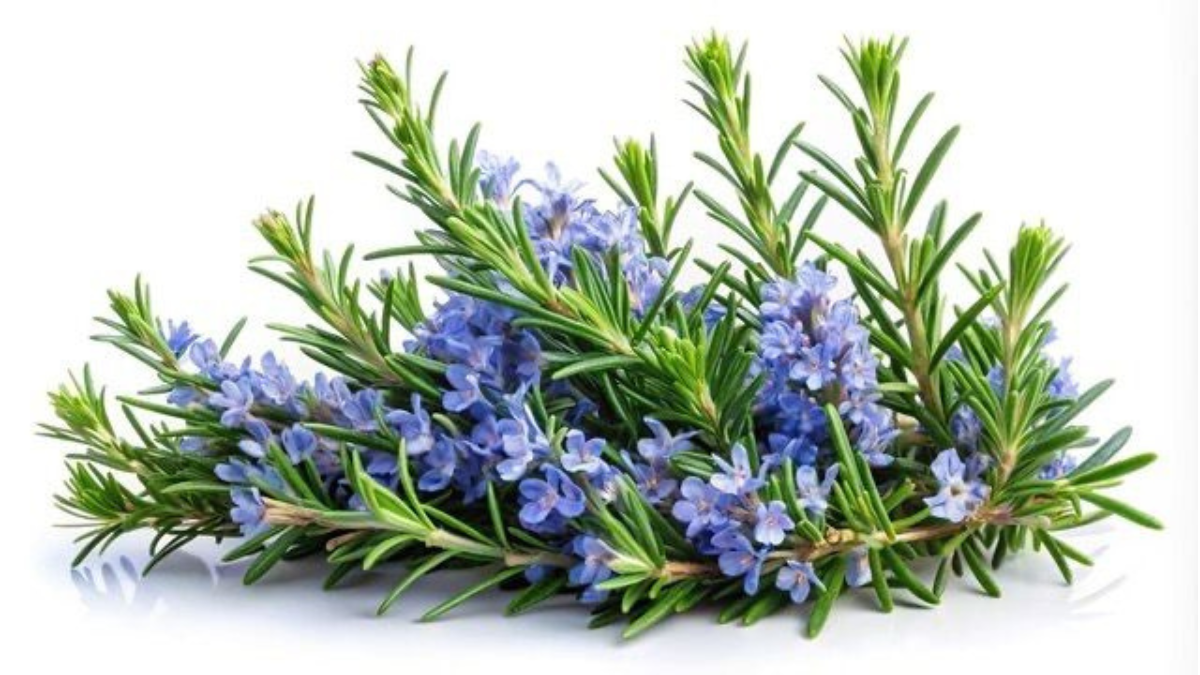 Rosemary có giúp mọc tóc không? Bằng chứng hiện có