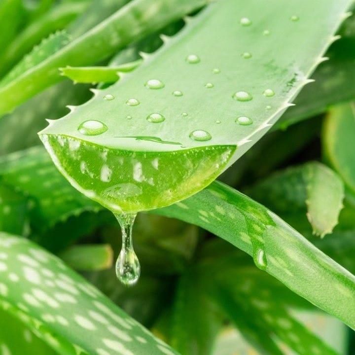 Nha đam dưỡng da đầu: Công dụng và cách bảo quản đúng