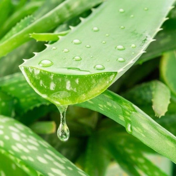 Nha đam dưỡng da đầu: Công dụng và cách bảo quản đúng