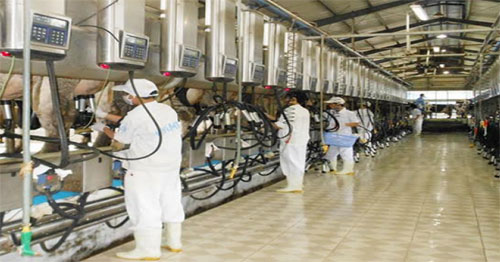 Synergy Power trúng thầu dự án Trang trại bò sữa Hà Tĩnh