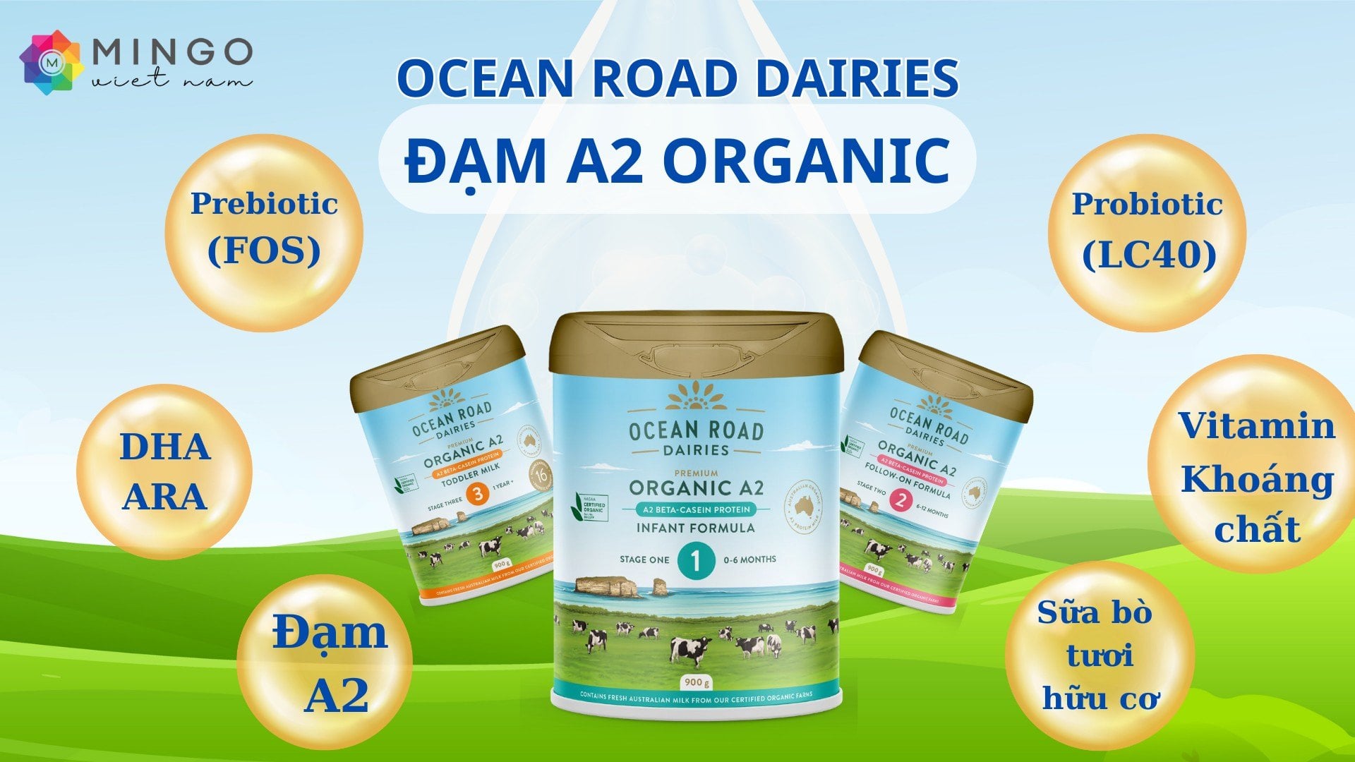 Đạm A2 khác gì đạm bò thông thường? Khám phá ngay cùng Ocean Road Dairies