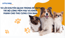 10 MẸO QUAN TRỌNG GIÚP DUY TRÌ BỘ LÔNG MỀM MƯỢT VÀ KHỎE MẠNH CHO THÚ CƯNG