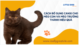 CÁCH BỔ SUNG CANXI HIỆU QUẢ CHO MÈO CON VÀ MÈO LỚN