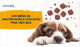 CHÓ BIẾNG ĂN – NGUYÊN NHÂN & CÁCH KHẮC PHỤC HIỆU QUẢ