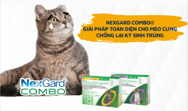 NEXGARD COMBO® – GIẢI PHÁP TOÀN DIỆN ĐỂ BẢO VỆ MÈO CƯNG CỦA BẠN KHỎI KÝ SINH TRÙNG