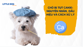 CHÓ BỊ TỤT CANXI: NGUYÊN NHÂN, DẤU HIỆU VÀ CÁCH XỬ LÝ
