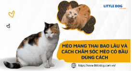 MÈO MANG THAI BAO LÂU VÀ CÁCH CHĂM SÓC MÈO CÓ BẦU ĐÚNG CÁCH