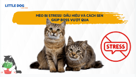 MÈO BỊ STRESS! DẤU HIỆU VÀ CÁCH SEN  GIÚP BOSS VƯỢT QUA