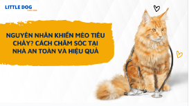 NGUYÊN NHÂN KHIẾN MÈO TIÊU CHẢY? CÁCH CHĂM SÓC TẠI NHÀ AN TOÀN VÀ HIỆU QUẢ