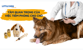 TẦM QUAN TRỌNG CỦA VIỆC TIÊM PHÒNG CHO CHÓ