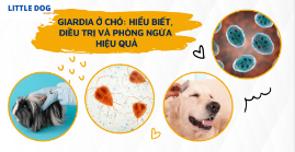 GIARDIA Ở CHÓ: HIỂU BIẾT, ĐIỀU TRỊ VÀ PHÒNG NGỪA HIỆU QUẢ