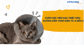 CHĂM SÓC MÈO SAU TRIỆT SẢN: HƯỚNG DẪN TOÀN DIỆN TỪ A ĐẾN Z