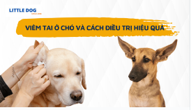 VIÊM TAI Ở CHÓ VÀ CÁCH ĐIỀU TRỊ HIỆU QUẢ