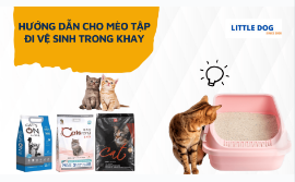 HƯỚNG DẪN CHO MÈO TẬP ĐI VỆ SINH TRONG KHAY