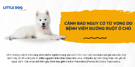 CẢNH BÁO NGUY CƠ TỬ VONG DO BỆNH VIÊM ĐƯỜNG RUỘT Ở CHÓ