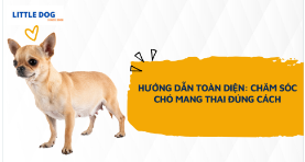 HƯỚNG DẪN TOÀN DIỆN: CHĂM SÓC CHÓ MANG THAI ĐÚNG CÁCH