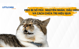 MÈO BỊ SỔ MŨI: NGUYÊN NHÂN, DẤU HIỆU VÀ CÁCH CHỮA TRỊ HIỆU QUẢ