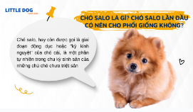 Chó Salo Là Gì? Chó Salo Lần Đầu Có Nên Cho Phối Giống Không?