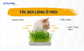 TẮC NGHẼN DO BÚI LÔNG Ở MÈO: NGUYÊN NHÂN, TRIỆU CHỨNG VÀ CÁCH PHÒNG NGỪA