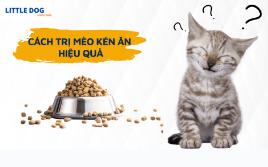 CÁCH TRỊ MÈO KÉN ĂN HIỆU QUẢ