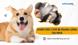 CHĂM SÓC CHÓ BỊ RỤNG LÔNG TẠI NHÀ