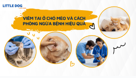 VIÊM TAI Ở CHÓ MÈO VÀ CÁCH PHÒNG NGỪA HIỆU QUẢ
