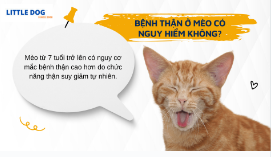 BỆNH THẬN Ở MÈO CÓ NGUY HIỂM KHÔNG?