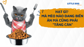 HẠT GÌ MÀ MÈO NÀO ĐANG BIẾN ĂN MÀ CŨNG PHẢI “TĂNG CÂN”