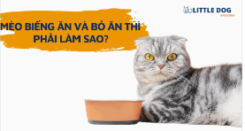 MÈO BIẾNG ĂN VÀ BỎ ĂN THÌ PHẢI LÀM SAO?