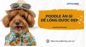 Chó POODLE ĂN GÌ ĐỂ LÔNG ĐƯỢC ĐẸP