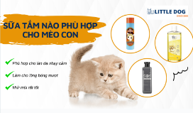 SỮA TẮM NÀO PHÙ HỢP CHO MÈO CON?