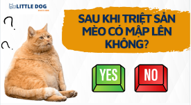 SAU KHI TRIỆT SẢN MÈO CÓ MẬP LÊN KHÔNG