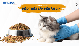 MÈO TRIỆT SẢN NÊN ĂN GÌ ?