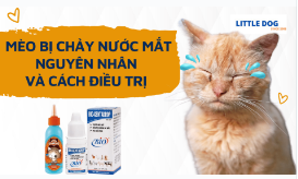 MÈO BỊ CHẢY NƯỚC MẮT- NGUYÊN NHÂN VÀ CÁCH ĐIỀU TRỊ