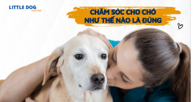 CHĂM SÓC CHO CHÓ NHƯ THẾ NÀO LÀ ĐÚNG
