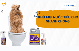KHỬ MÙI NƯỚC TIỂU CHÓ NHANH CHÓNG NHỜ BIẾT CÁCH NÀY
