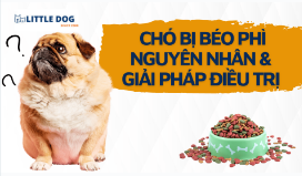 CHÓ BỊ BÉO PHÌ - NGUYÊN NHÂN DO ĐÂU VÀ GIẢI PHÁP