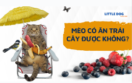 MÈO CÓ ĂN TRÁI CÂY ĐƯỢC KHÔNG?