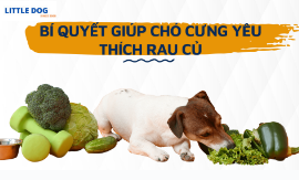 BÍ QUYẾT GIÚP CHÓ CƯNG YÊU THÍCH RAU CỦ