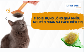 MÈO BỊ RỤNG LÔNG QUÁ NHIỀU - NGUYÊN NHÂN VÀ CÁCH ĐIỀU TRỊ