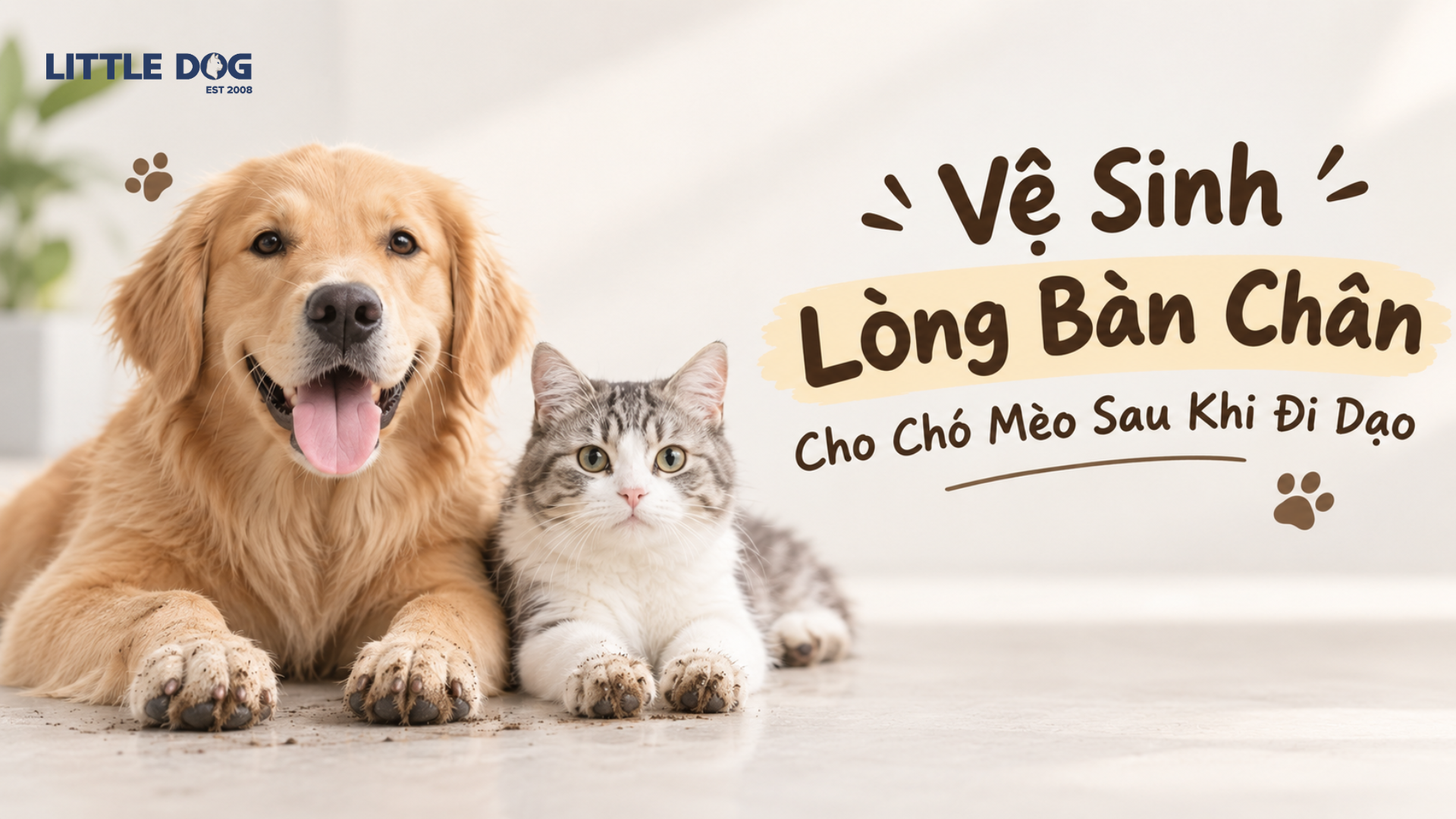 Vệ Sinh Lòng Bàn Chân Cho Chó Mèo Sau Khi Đi Dạo: Hướng Dẫn Chi Tiết Từ A-Z