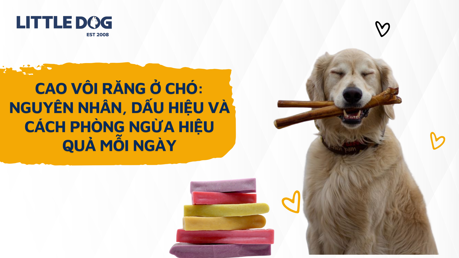 Cao Răng Ở Chó: Nguyên Nhân, Dấu Hiệu Và Cách Phòng Ngừa Hiệu Quả Mỗi Ngày