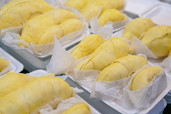 Siết chặt quản lý chất lượng sầu riêng