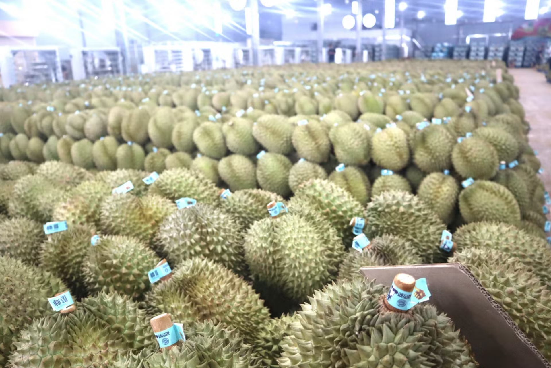 Sầu riêng Đắk Lắk gặp vướng mắc gì?