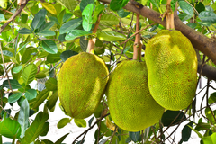 Vietnamese jackfruit gains momentum as exports approach VND 3 trillion in early 2026
