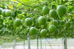 Việt Nam bán loại quả được EU ưa chuộng, thu hơn 116 triệu USD sau 7 tháng