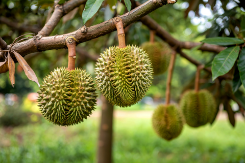 Vietnamese fruit and vegetable exports and the challenge of restructuring and market diversification