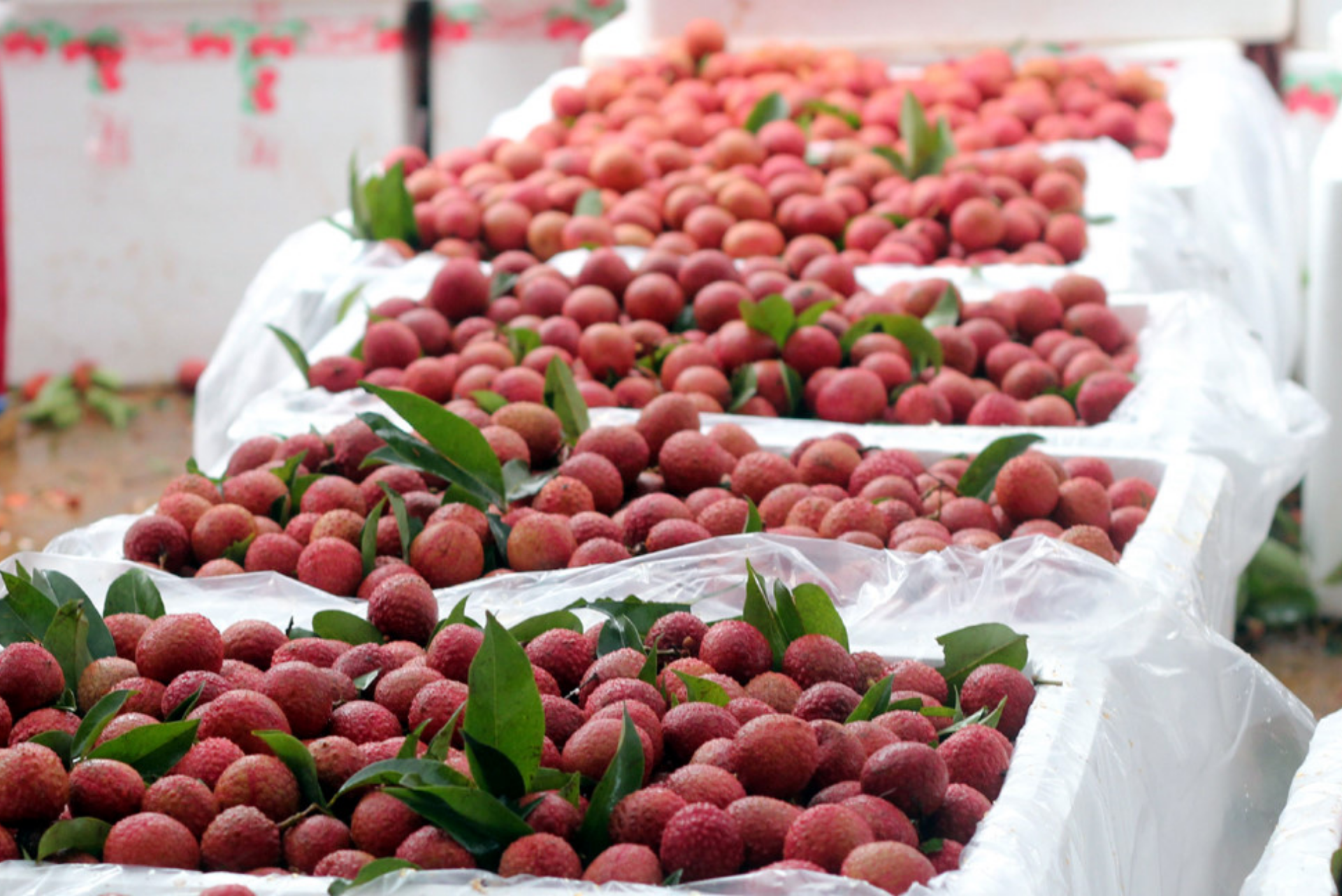 Nhà máy đầu tiên được Mỹ chấp thuận 2 công nghệ chiếu xạ trái cây xuất khẩu