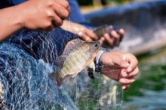 Common fish transforms into an export commodity, helping Mekong Delta farmers hold their ground at home