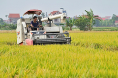 Rice industry overcomes challenges to achieve sustainable restructuring